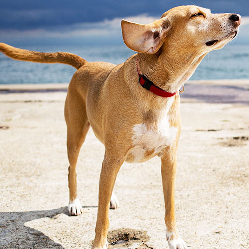 How To Avoid Heat Stress In Your Pet This Summer